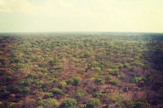FOTO: Reprodução, Deforestation Success Stories
