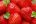 Conheça o “Vinho” de morangos de origem alentejana
