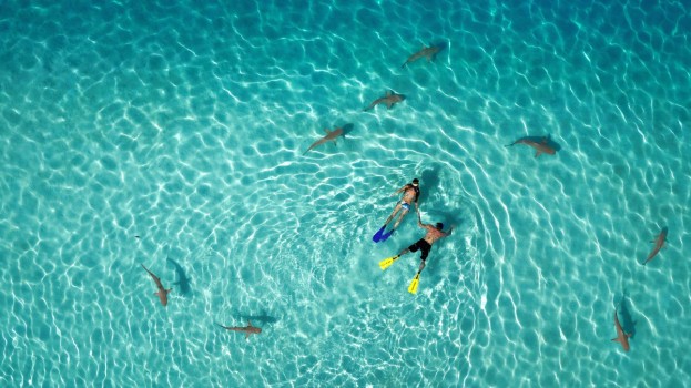 1º Lugar - Categoria: Natureza " Snorkeling with sharks" 