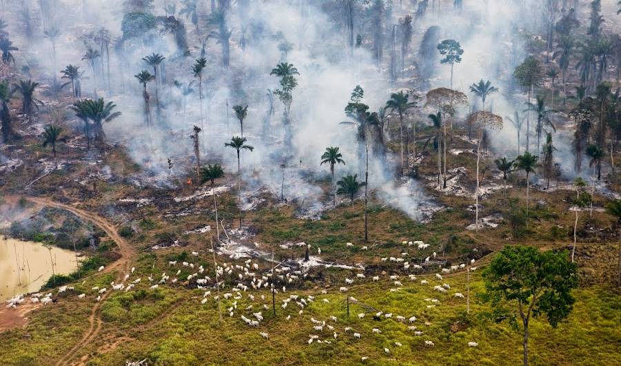 Um incêndio na Amazónia brasileira