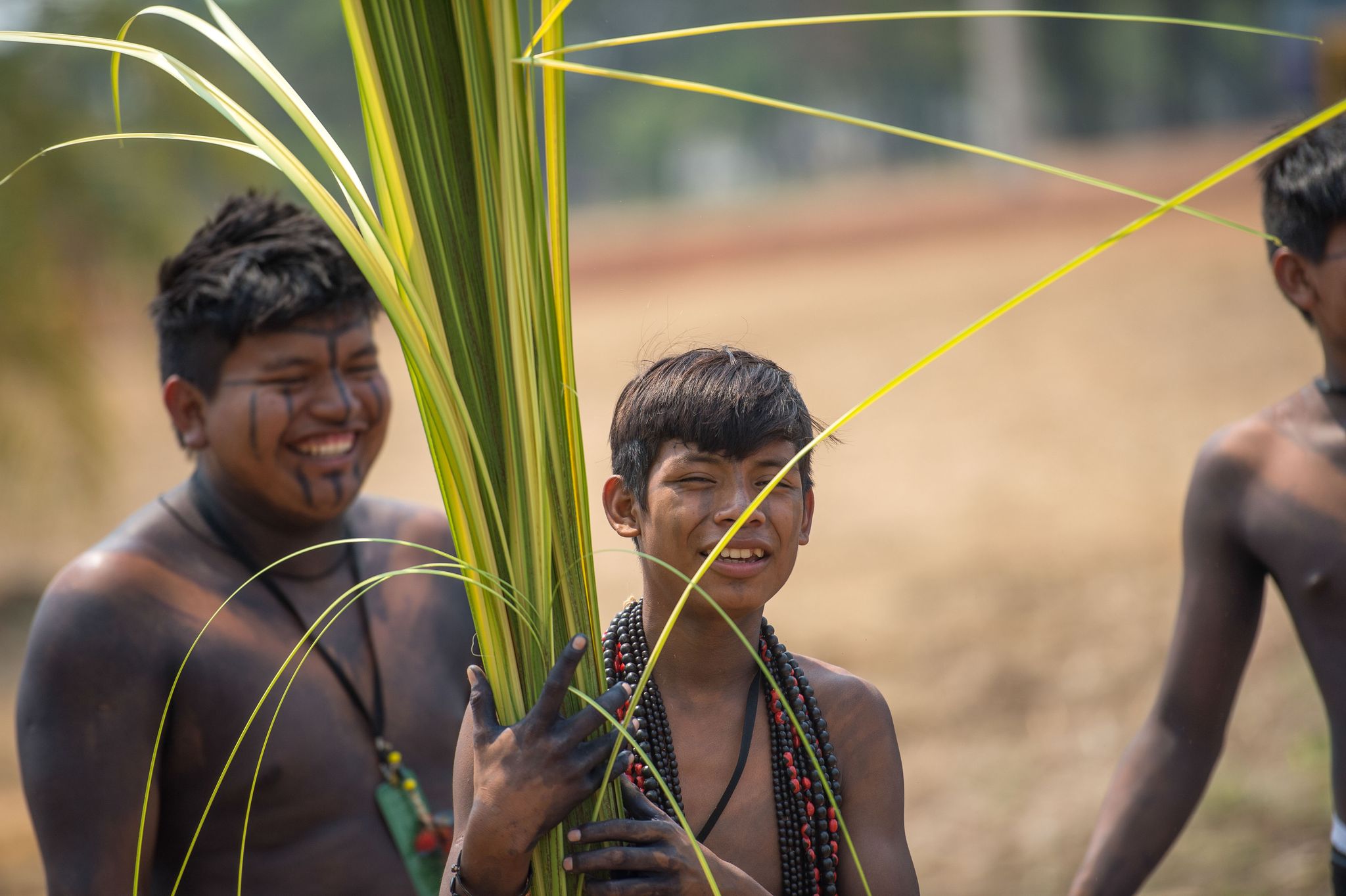 Palmas/TO - Índios da etnia Manoki colhem fibras de buriti para confecção de adereços que serão usados durante os jogos (Marcelo Camargo/Agência Brasil)