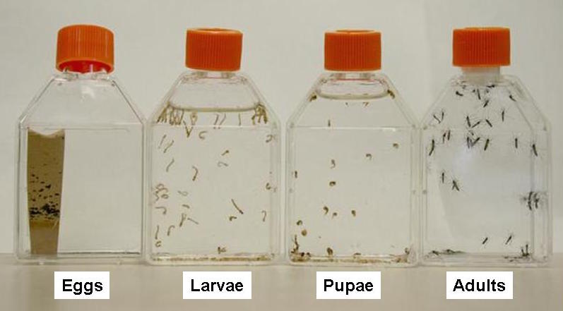 (Imagem: Reprodução Centers of Disease Control and Prevention)