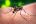 ESPECIAL: 10 coisas que você precisa saber sobre o vírus zika