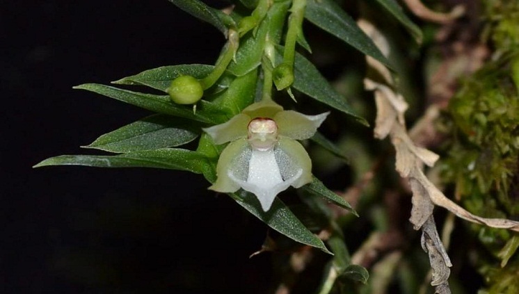 Descobertas duas novas espécies de orquídeas na Amazônia | Conexão Lusófona