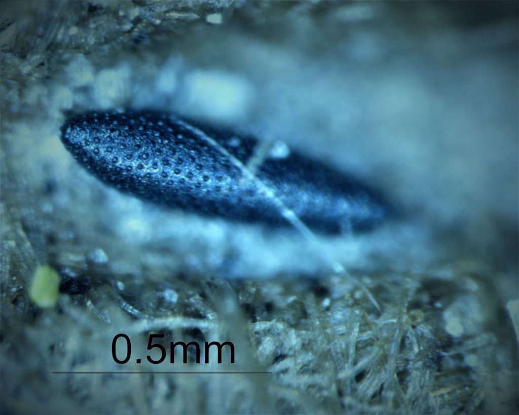 Vírus Zika em Portugal? o caso Conexão Lusófona