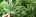 Brasil: Comissão do Senado aprova uso medicinal da Cannabis