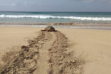 Tartaruga na lha de Santa Luzia, Cabo Verde
