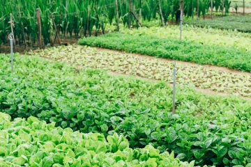 agricultura em portugal