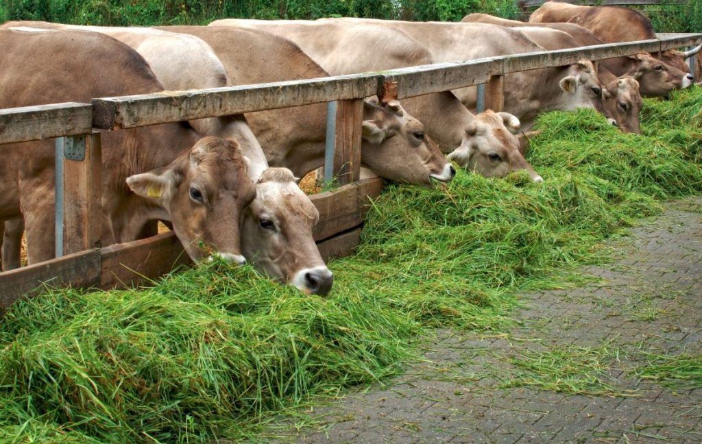 consumo de carne no brasil