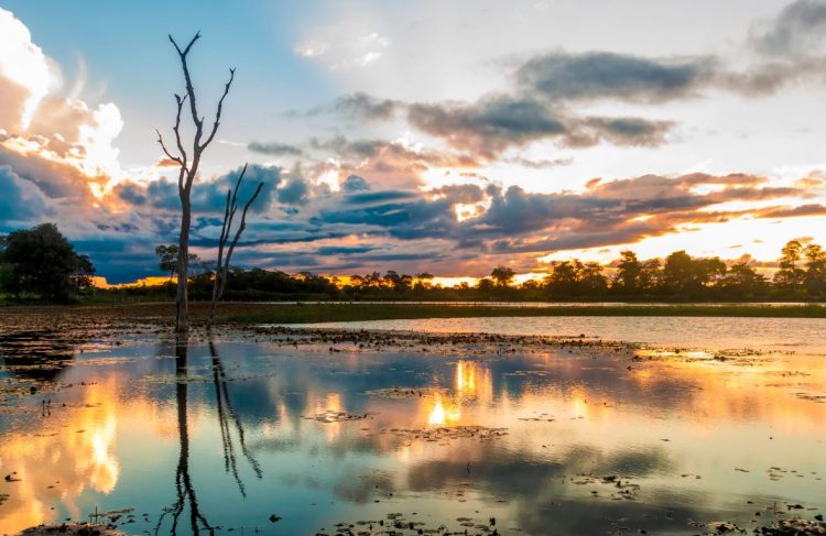 pantanal em mato grosso brasil