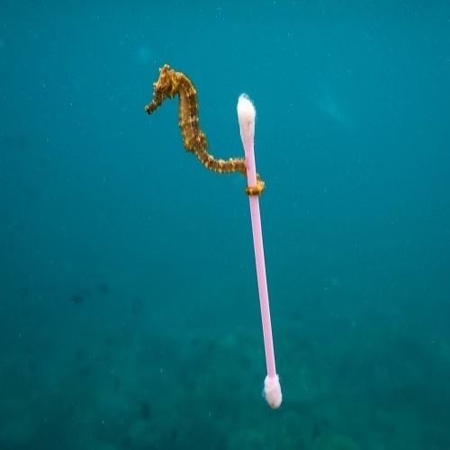 Plástico no Oceano: como eles vão parar lá e quais os impactos