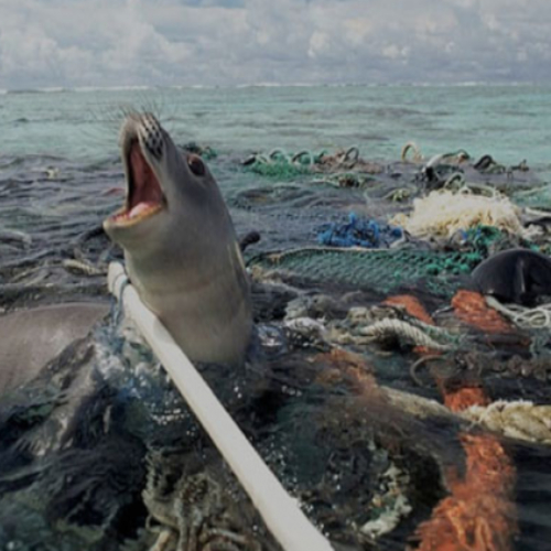 Plástico no Oceano: como eles vão parar lá e quais os impactos