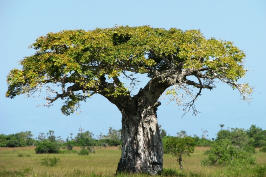 embondeiro angola