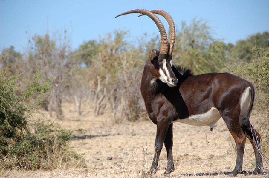 palanca negra gigante reserva natural e integral de luando angola